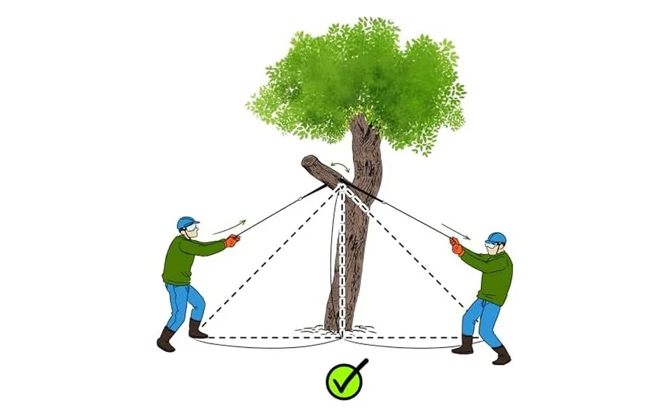Diagram showing the correct use of the rope saw: two people on opposite sides of the tree, each pulling a rope at a wide angle
